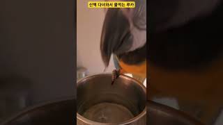 산책다녀와서 물 마시는 루카 #앵무새 #parrot #…