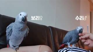 앵무새 두마리 똑같이 이뻐하기♡