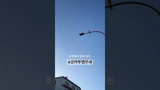 #호주 흔히 볼수있는 #코카투앵무새 #vlog #호주생…