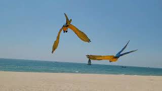 청금강앵무새 루카 대박이 자유비행/루카는 가로등으로 감ㅡㅡ