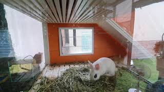 핸드메이드 앵무새 새장 토기집 선코뉴어 퀘이커앵무 제주도 카페개랑