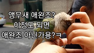 공서연.애완조 앵무새.코뉴어.2020.7.8
