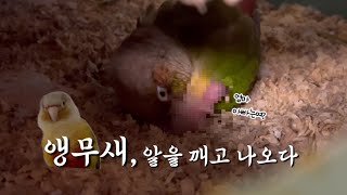세상 밖으로 나온 앵무새 | 앵무새의 육아일기 | 코뉴…