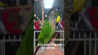코뉴어와 빗창앵무 함께 생활하기 #코뉴어키우기 #코뉴어…