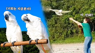 사회적거리두기 실천하는 앵무새_앵무적거리두기