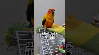 써니를 헷갈리게 하는 뽀뽀뽀와 멍멍멍!  #썬코뉴어 #parrot #앵무새 #뽀뽀뽀 #peck #멍멍멍  #woof! woof! #헷갈리게 #confusingly #써니