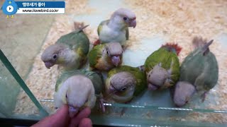 사람 잘 따르는 코뉴어 앵무새!!  Conure Par…