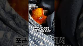 써니야 좋은 꿈 꿔라!  #썬코뉴어 #parrot #앵…