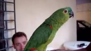 #클래식 노래하는 #앵무새