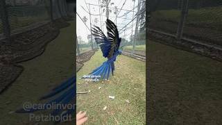 Happy Hyacinth Macaw can’t stop flying and hoping!