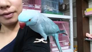 목도리앵무 호강이 아이쁘다