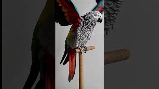 When a Parrot Hears Music… Ins…