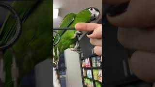 Baby Hahns Macaws Playing on the Playstand