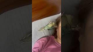 #birds #앵무새 #일상 #코뉴어 #혼자서도 잘놀아…