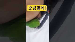 베벡이는 순대의 별명이랍니다 ㅎㅎ #새순대 #앵무새 #코뉴어앵무새 #코뉴어 #응큼쟁이 #수컷