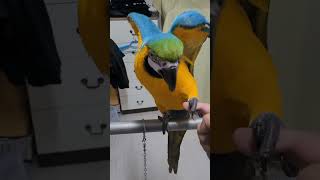 아몬드를 줘야 놓아주지 #shorts #청금강 #청금강…