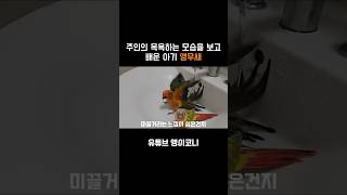주인보고 목욕하는법을 배운 아기앵무새 #parrot #…