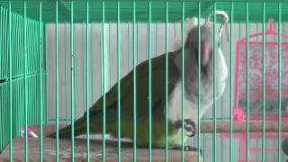 산토끼 부르는 퀘이커