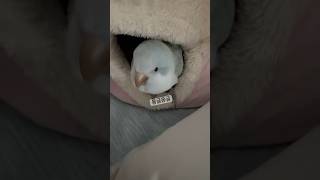 진~~한 뽑뽀와 함께 이벤트 관련 소식!(고정댓글)#퀘…