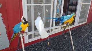 카페지엘 / 청금강 / 코카투