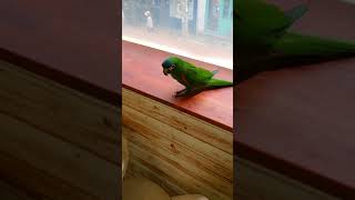 너무 귀여운 한스마카우 사랑이