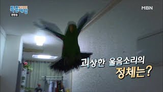 아파트에 들려오는 괴상한 울음소리? [현장르포 특종세상…