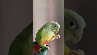 소망이의 일상(코뉴어)