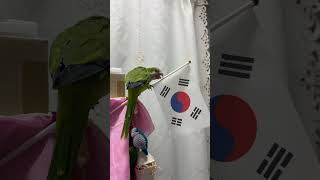 광복 80주년 #앵무새 #parrot #퀘이커 #대한민국