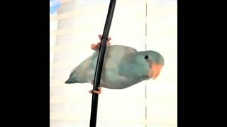 Little Bird LEAPS #shorts #parrotlet