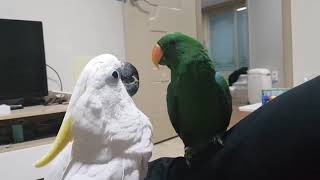 앵두와 로또 코카투와 뉴기니아 우리는 친구