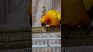 써니야 왜? 뭐가 불만이야?  #썬코뉴어 #parrot…