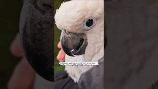 이렇게 코카투 집사님들 마음되어 버리고 #코카투 #앵무…