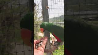 앵무새 해씨 주기