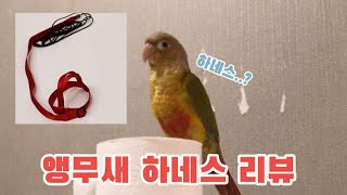앵무새 하네스 리뷰 [코뉴어]
