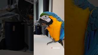 말하는 앵무새가 맛있는 걸 먹으면?? #앵무새