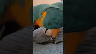 공타기 시도하는 루카 #청금강 #shorts