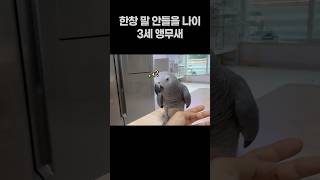 한창 말 안 들을 3살 앵무새  회색앵무 잠바  #반려동물  #birds #parrot