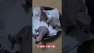 자~~알..북북 성장하고 있는 마조니 아가새들(청모자 …