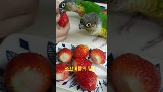 딸기 먹는법을 모르는 쪼꼬#동물키우기 #앵무새 #코뉴어 #간식 #딸기#먹방