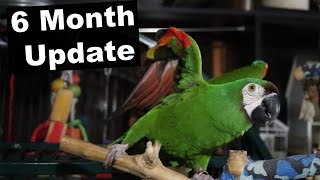 Severe Macaw Training Update A…
