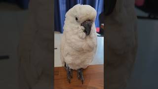 앵무새 건강하게 돌보기