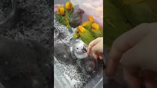 새끼 회색앵무새