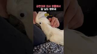 급한대로 집사 무릎에 알낳는 앵무새
