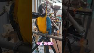 #앵무야놀자#청금강#샤넬#shorts