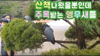앵무새 데리고 산책나가면 생기는일