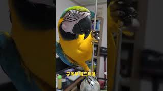 루카 눈동자 보세요 #청금강앵무새