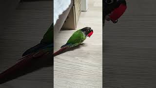 초롱연두 #귀여운초롱 #코뉴어 #parrot #반려조 …