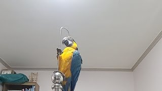 청금강앵무새 루카와 생방송