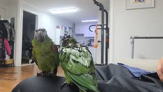 꽁패.한스마카우.앵무새.뽀미.한나.2021.10.18