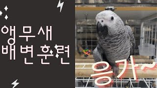 앵무새 배변훈련